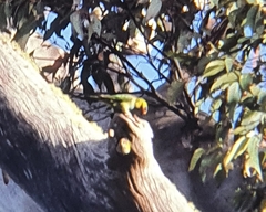 Parvipsitta porphyrocephala