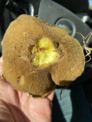 Suillus bellinii