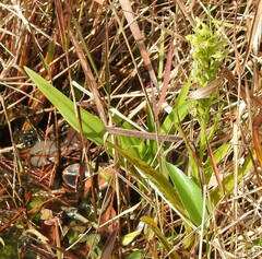 Habenaria repens