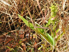 Habenaria repens