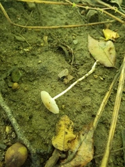 Oudemansiella limonispora