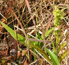 Habenaria repens