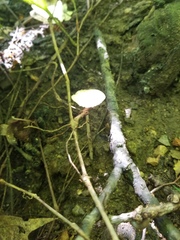Oudemansiella limonispora