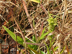 Habenaria repens