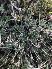 Eriogonum latifolium