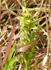 Habenaria repens