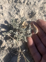 Astragalus chamaeleuce