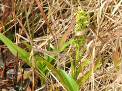 Habenaria repens