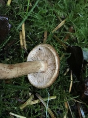 Tricholoma fulvum