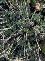 Eriogonum latifolium