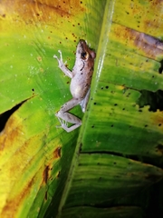 Pristimantis charlottevillensis