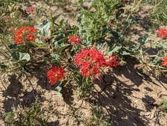 Nyctaginia capitata