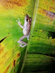 Pristimantis charlottevillensis