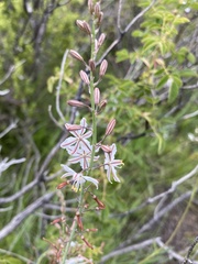 Asphodeloideae