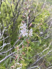 Asphodeloideae