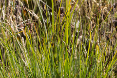 Carex nigra
