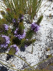 Merciera azurea