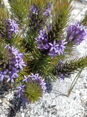 Merciera azurea