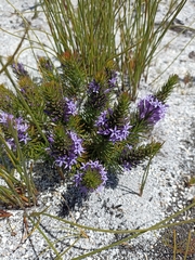 Merciera azurea