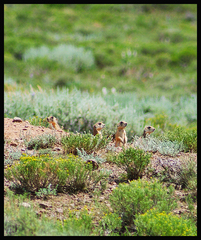 Cynomys parvidens