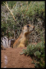 Cynomys parvidens