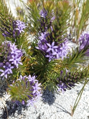 Merciera azurea