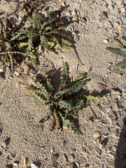 Phacelia integrifolia
