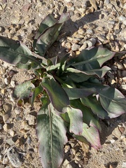 Rumex hymenosepalus