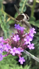 Bombyliidae