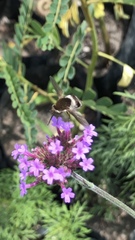 Bombyliidae