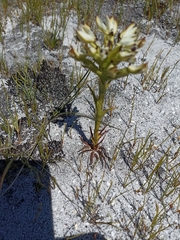 Disa bivalvata