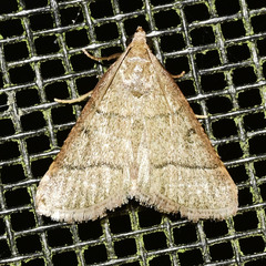 Hypsopygia nostralis