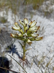 Disa bivalvata
