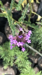 Bombyliidae