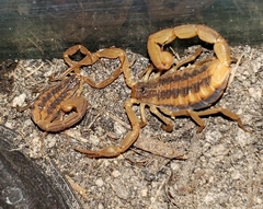 Centruroides ornatus