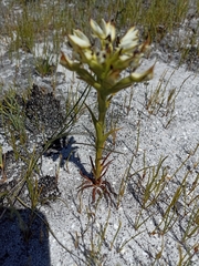 Disa bivalvata
