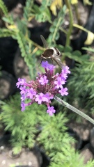 Bombyliidae