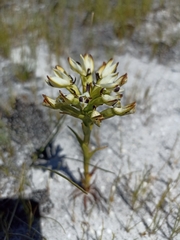 Disa bivalvata