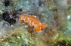 Yungia aurantiaca
