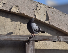 Columba livia domestica