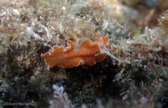 Yungia aurantiaca