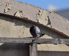 Columba livia domestica