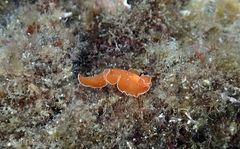 Yungia aurantiaca