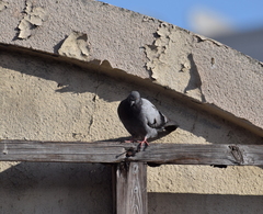 Columba livia domestica
