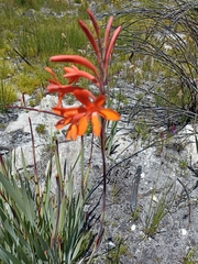 Watsonia
