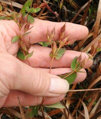 Hypericum virginicum