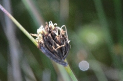 Schoenus nigricans