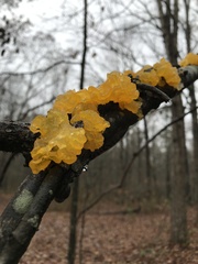 Tremella