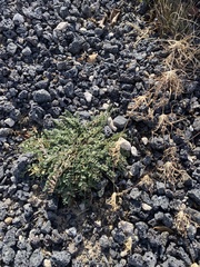 Astragalus mollissimus