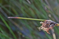 Schoenus nigricans